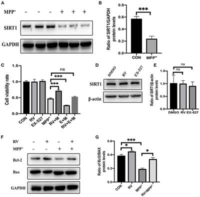 SIRT1 Deacetylates TET2 and Promotes Its Ubiquitination Degradation to Achieve Neuroprotection Against Parkinson's Disease